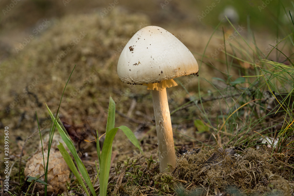 Amanita virosa. destroying angel is deadly poisonous basidiomycete fungus. White mushroom, natural environment background Amanita virosa. destroying angel is deadly poisonous basidiomycete fungus. White mushroom, natural environment background