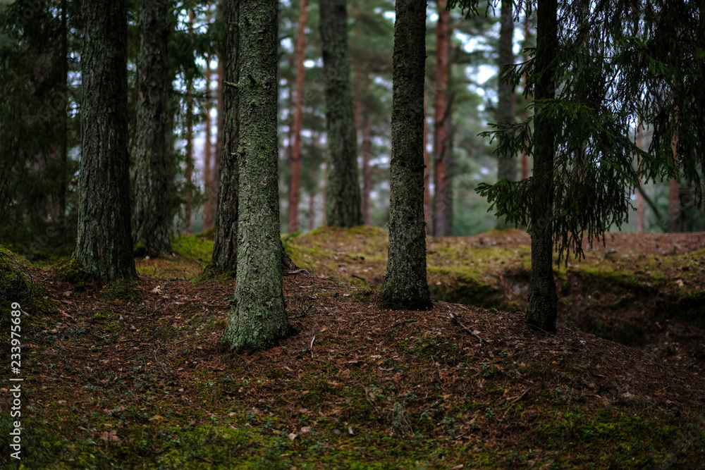 Fototapeta premium dark autumn foorest with spruce and pine tree