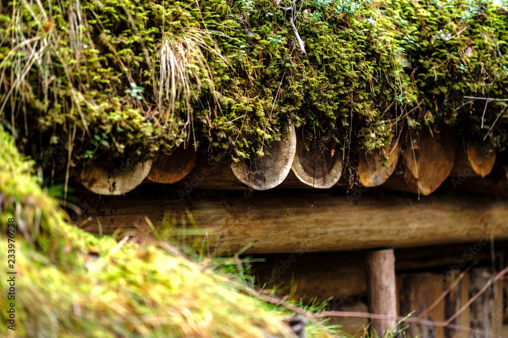 Obraz premium old wooden trenshes in Latvia. reconstruction of first world war. Lozmetejkalns