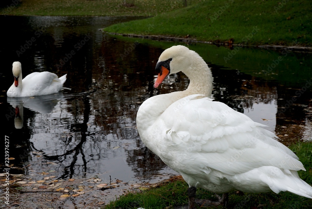 Obraz premium Swans swimming and preening