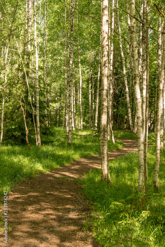 Trail in the woods in beautiful spring landscape. Walking path in the mixed forest.