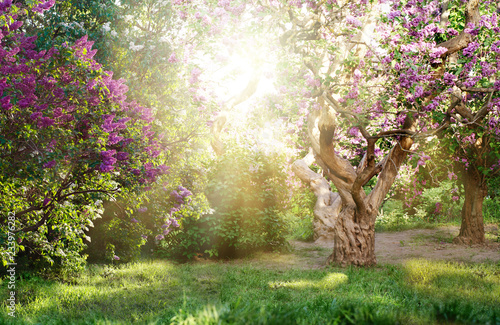 Fototapeta Naklejka Na Ścianę i Meble -  beautiful landscape with old lilac tree blossoming in the garden. Lilac bushes under bright sun rays