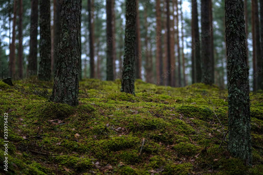 Obraz premium dark autumn foorest with spruce and pine tree