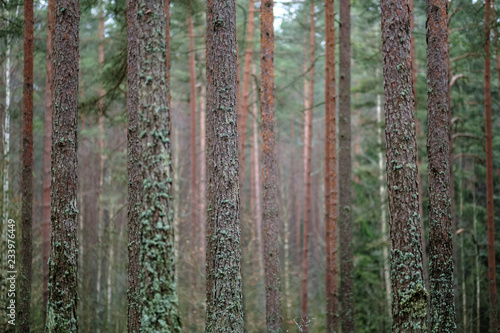 Fototapeta Naklejka Na Ścianę i Meble -  dark autumn foorest with spruce and pine tree
