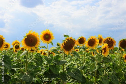 row of blooming sunflowers on a field against the sky and clouds