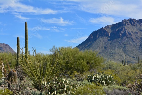 Saguaro Cactus Tucson Mountains Arizona Desert