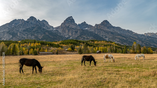 Fototapeta Naklejka Na Ścianę i Meble -  Four horses grazing in autumn with the Tetons mountain range