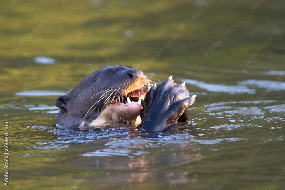 Fototapeta premium Otters in the Pantanal