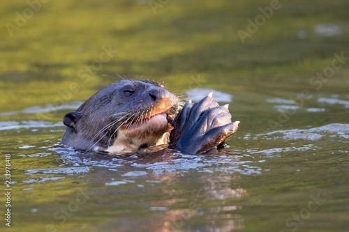Otters in the Pantanal