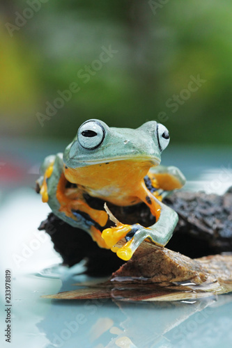 Flying frogs sitting on wood, tree frogs © Beni