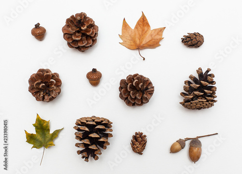 autumn colored leaves, cones and acorns pattern on white background. Flat lay.