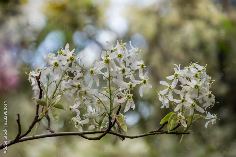 Cherry blossom Display, Japanese garden, Japan Cherry blossom Display, Japanese garden, Japan