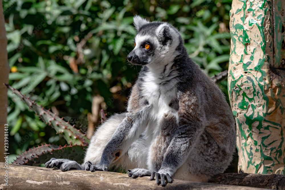 Fototapeta premium Lounging Lemur