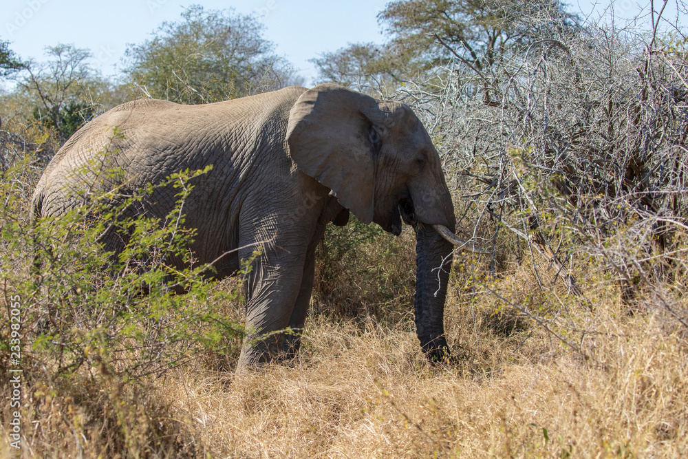 Elefant 29 Elefant 29