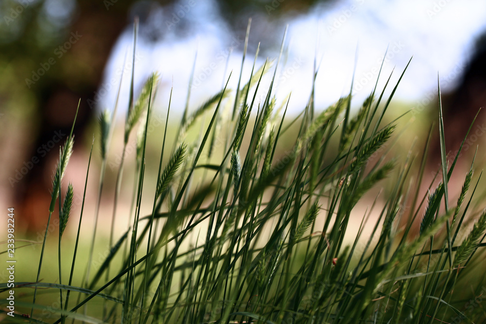 grass in the meadow grass in the meadow