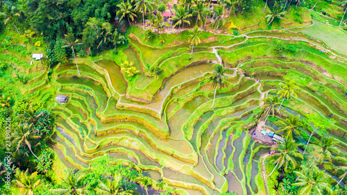 Ubud rice terraces. Bali, Indonesia.