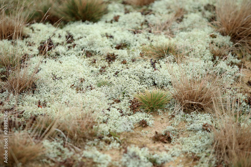 chrobotki Cladonia sp.