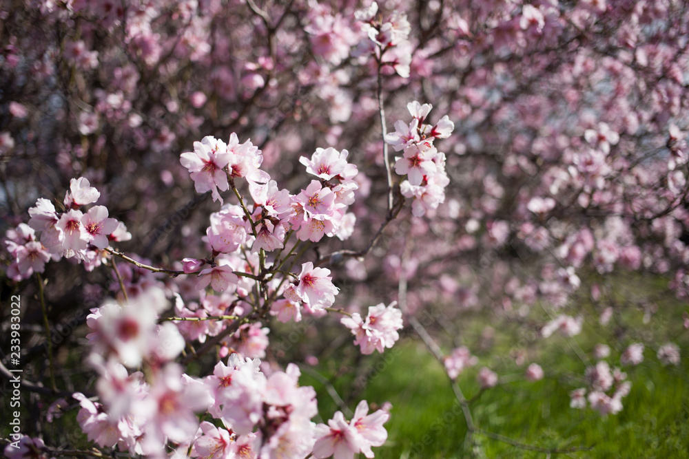 Flowering almond branches in the garden, background, blur. Flowering almond branches in the garden, background, blur.