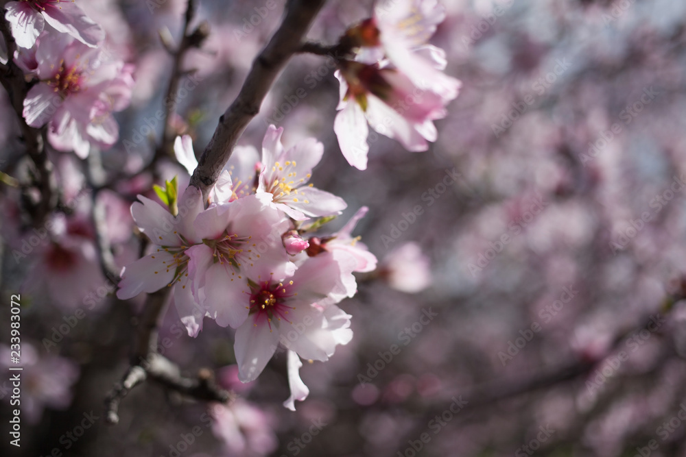 Flowering almond branches in the garden, background, blur. Flowering almond branches in the garden, background, blur.
