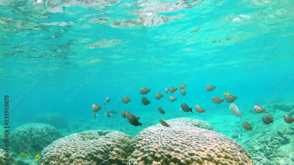 School of coral reef fish glide over a coral reef in slow motion 4K School of coral reef fish glide over a coral reef in slow motion 4K