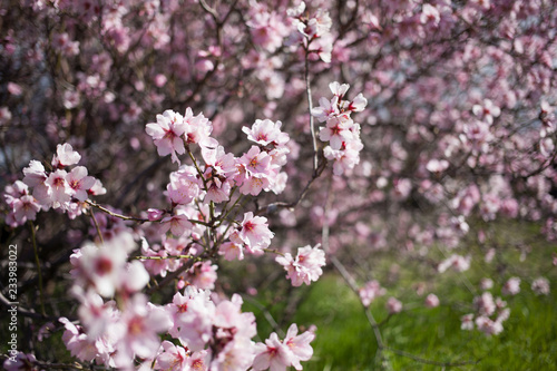Flowering almond branches in the garden, background, blur. © tachinskamarina