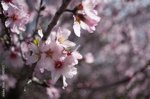 Flowering almond branches in the garden, background, blur.