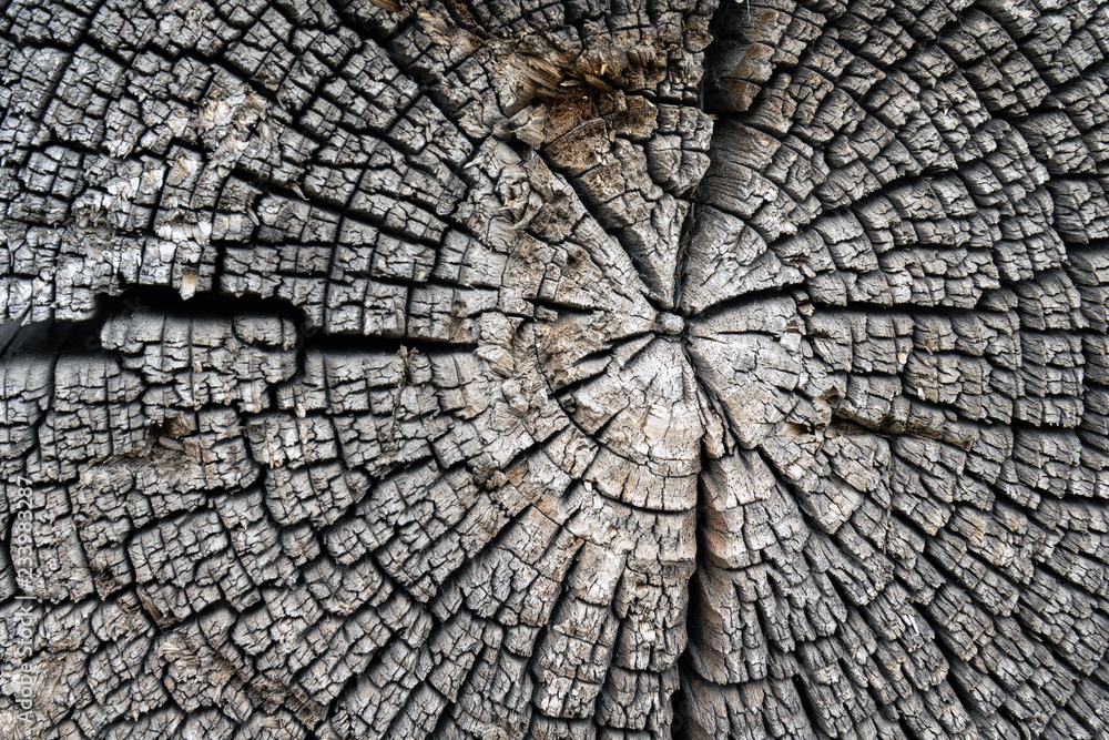 old wood texture of tree stump