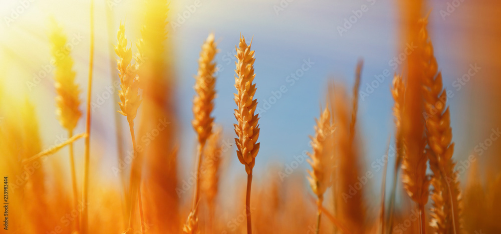 Fototapeta premium Barley field background against blue sky and sunlight. Agriculture background.