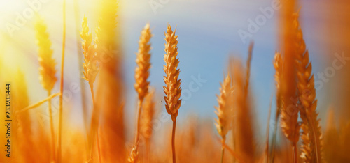 Barley field background against blue sky and sunlight. Agriculture background.