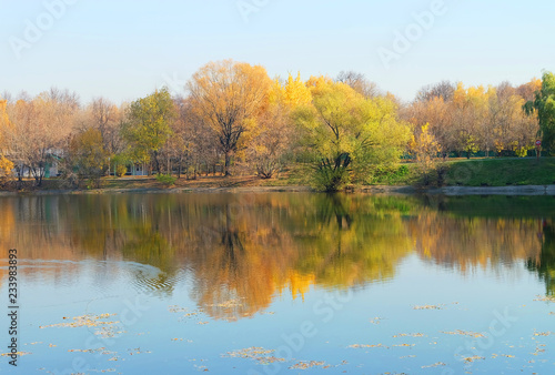 Landscape park with a pond golden autumn during leaf fall. Trees on the shore are reflected in the water.