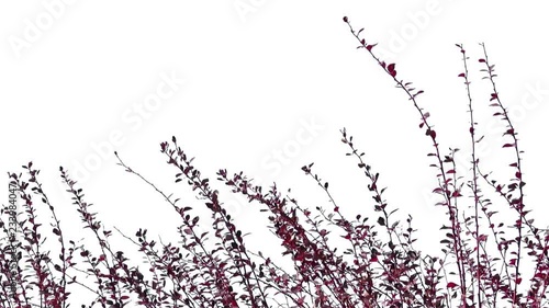 Foreground foliage plate for framing shots. ground brush, medium breeze. Slightly defocused. Includes transparency mask. Can be reversed and flipped horizontally.