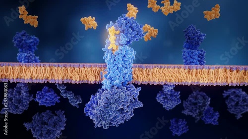 The calcitonin gene related peptide (yellow) binds to its receptor (blue), activating a signal cascade through G-proteins (dark blue)  that  leads to a dilatation of blood vessels in the brain.  photo