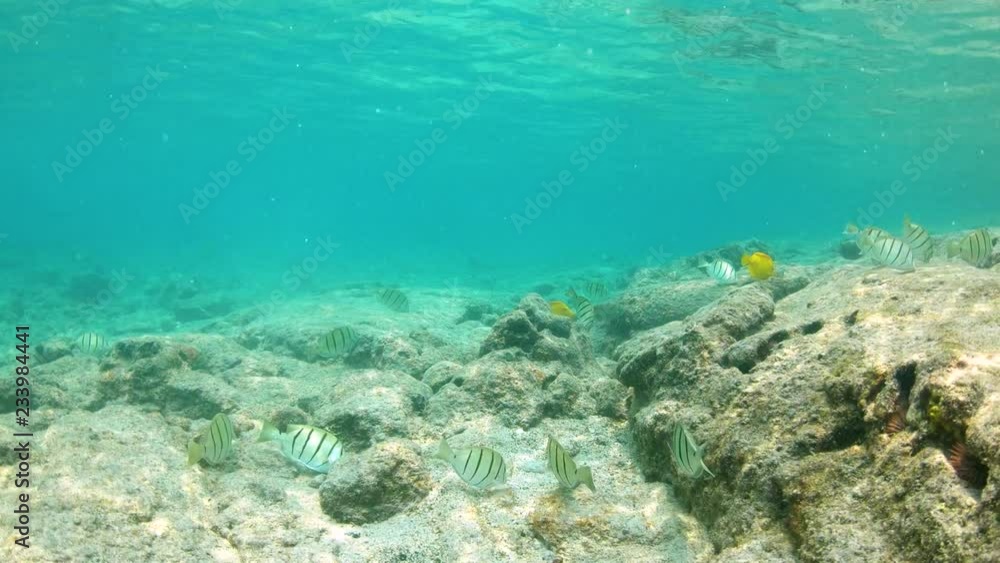 We swim amongst several Convict Tang fish as they scour the ocean floor 4K We swim amongst several Convict Tang fish as they scour the ocean floor 4K