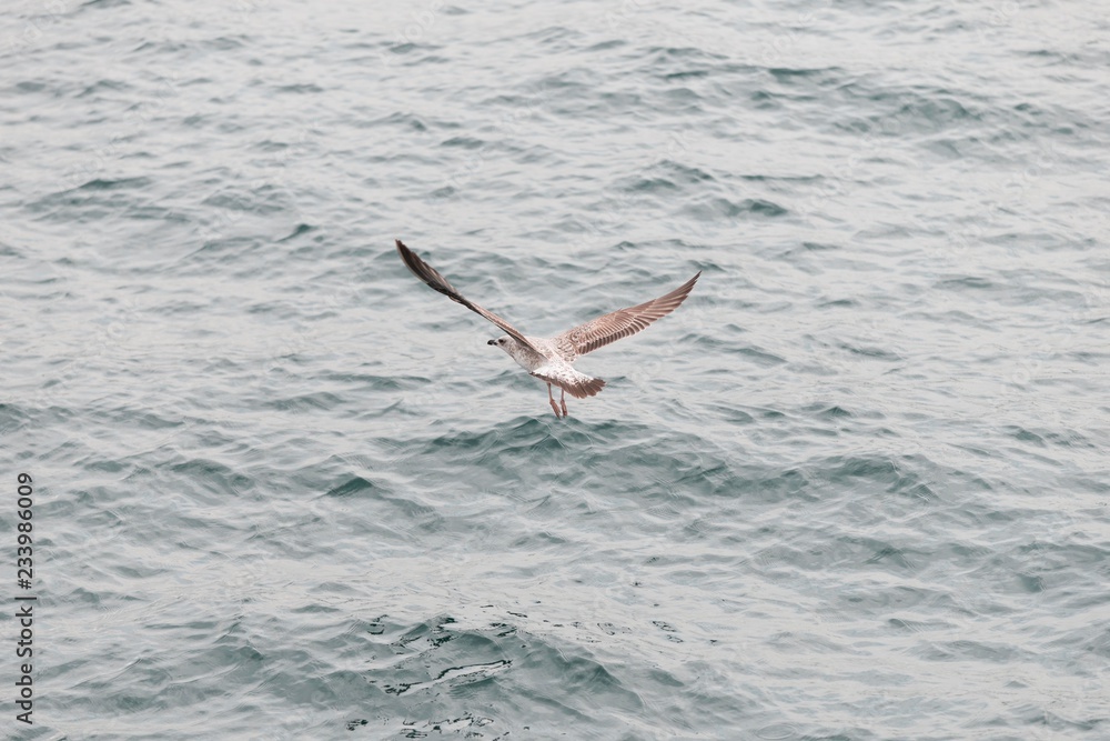 Fototapeta premium herring gull. seagull bird flying