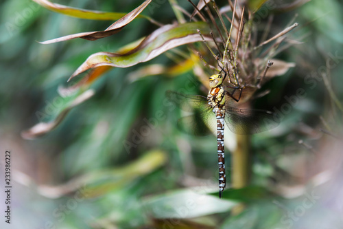 Large dragonfly with big eyes and four transparent wings hangs on a blade of grass disguised as the environment. photo