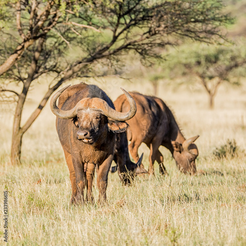 Cape Buffalo Bull