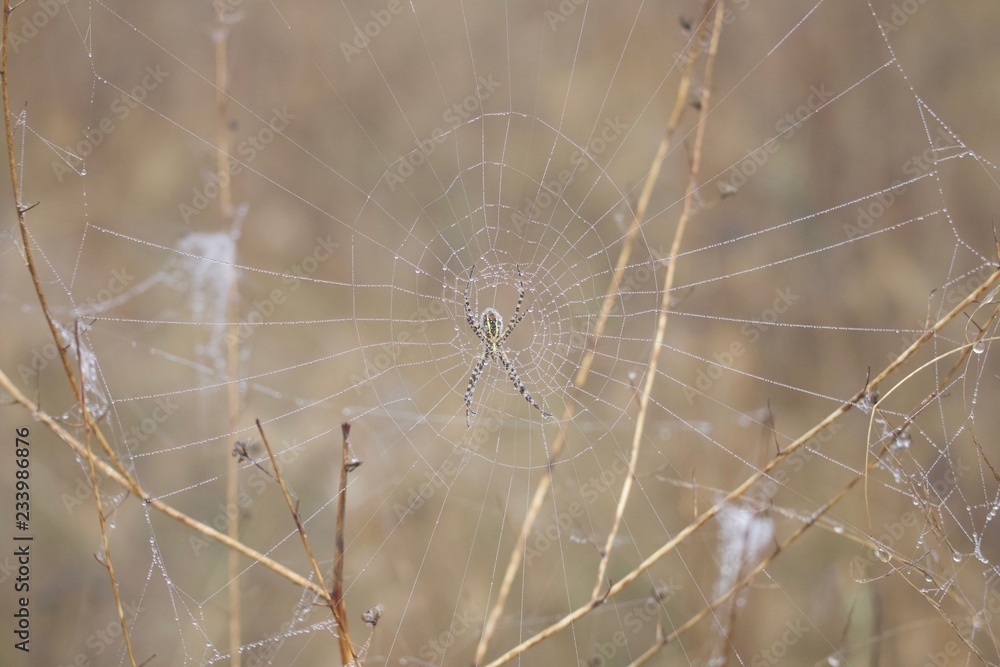Banded Garden Spider. Web. Shiloh Ranch Regional Park in southeast Windsor includes oak woodlands, forests of mixed evergreens, ridges with sweeping views of the Santa Rosa Plain, canyons. Banded Garden Spider. Web. Shiloh Ranch Regional Park in southeast Windsor includes oak woodlands, forests of mixed evergreens, ridges with sweeping views of the Santa Rosa Plain, canyons.