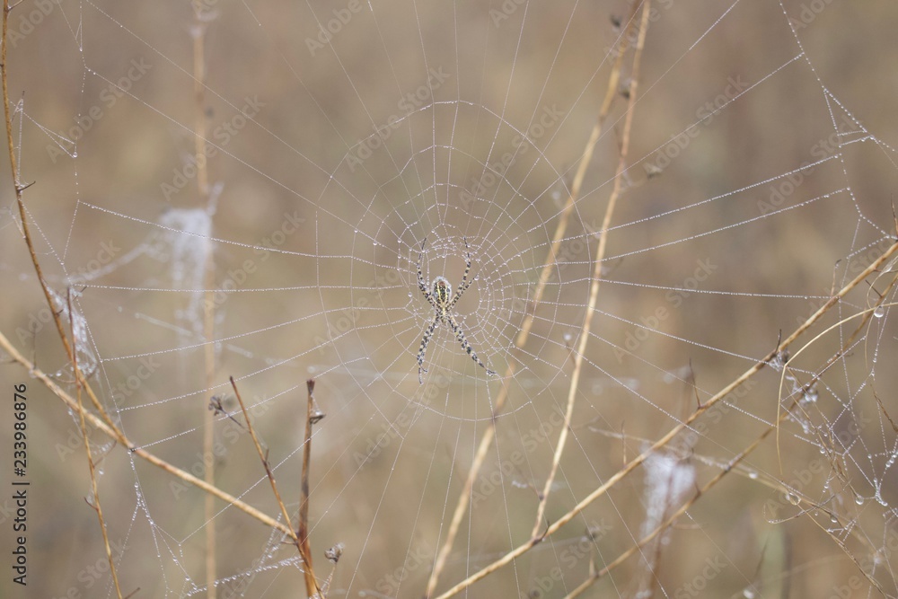 Banded Garden Spider. Web. Shiloh Ranch Regional Park in southeast Windsor includes oak woodlands, forests of mixed evergreens, ridges with sweeping views of the Santa Rosa Plain, canyons.