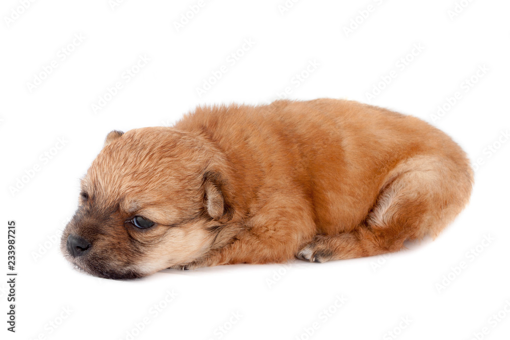 Fototapeta premium funny newborn purebred puppy lies. isolated on white background