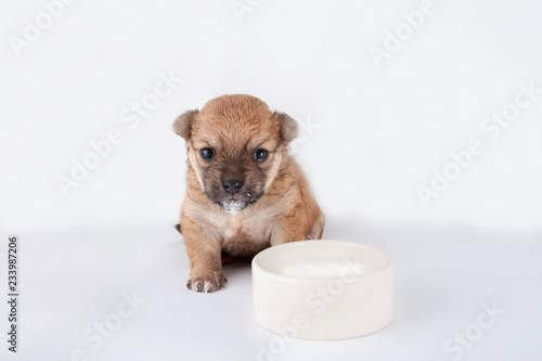 Cute and funny newborn puppy in learning to drink milk from a plate. small dog breed isolated on white background.