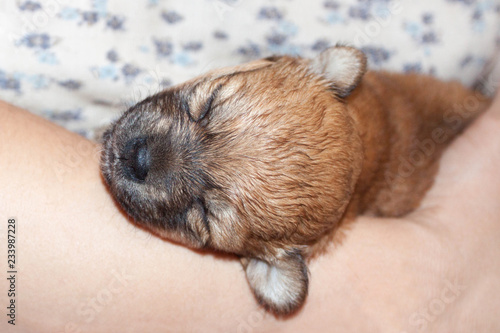 beautiful and funny newborn puppy in the hands of a caring owner. small breed dog is sleeping. © Natalya Antoshchenko
