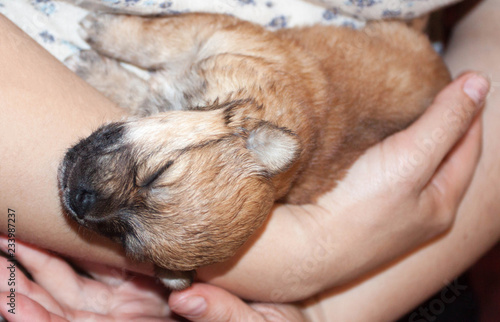 beautiful and funny newborn puppy in the hands of a caring owner. small breed dog is sleeping.