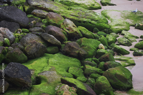 Moss Covered Rocks