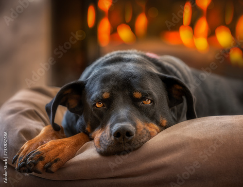dog laying by the fireplace © jdross75