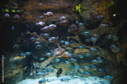 A large flock of piranhas, in a beautiful aquarium