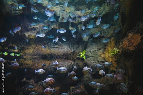 A flock of fishes of piranhas float against the background of stones