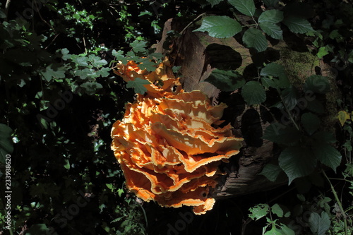 Funghi