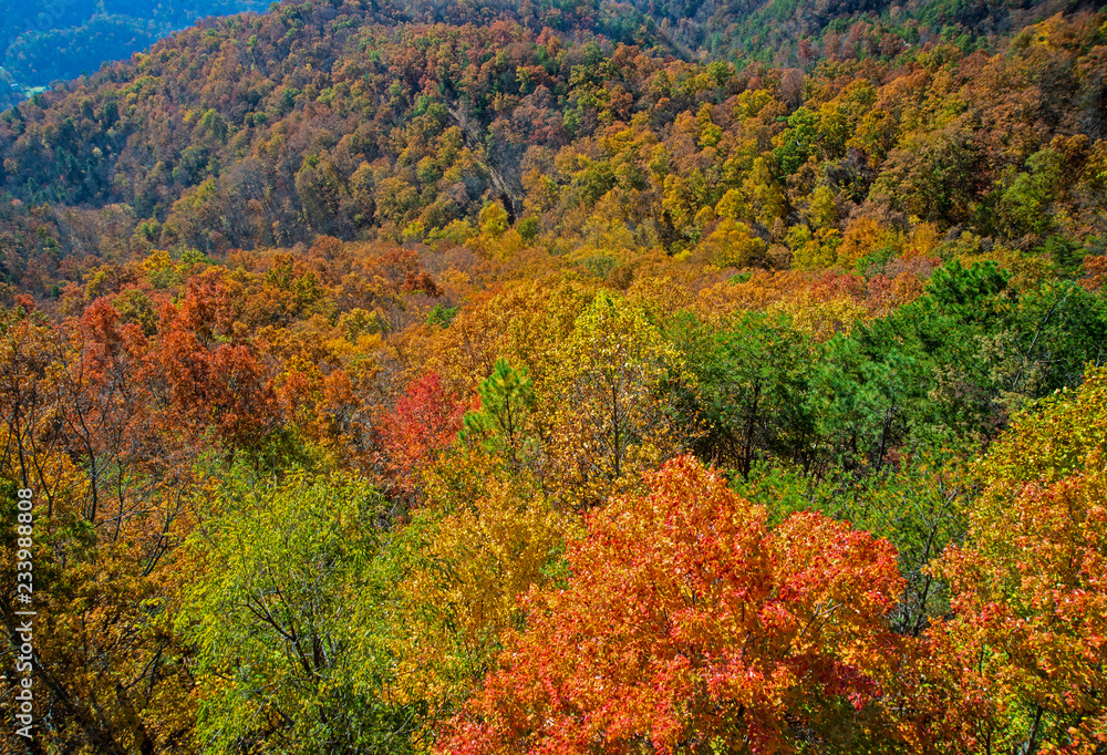 Fall colors in the Great Smoky Mountains National Park.