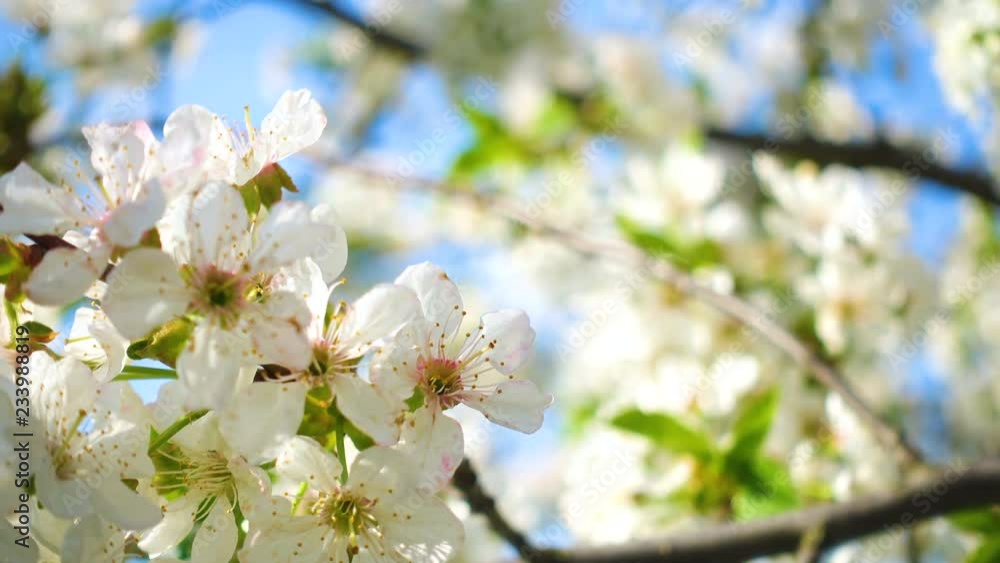 Blooming apple tree in spring time Blooming apple tree in spring time