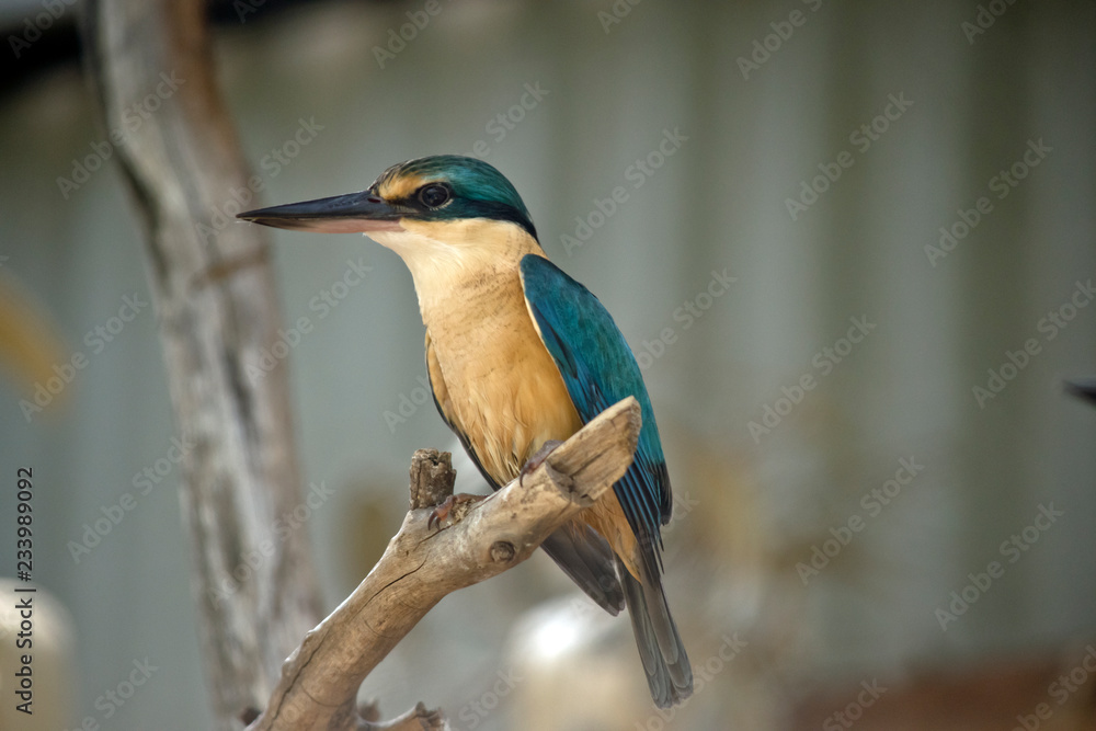 Fototapeta premium kingfisher